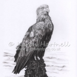 White-tailed Eagle, Turquoise 1