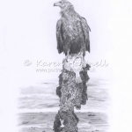 White-tailed Eagle, Turquoise Z