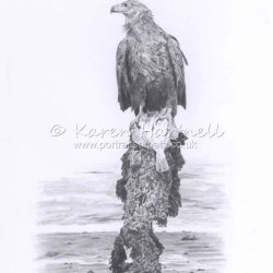 White-tailed Eagle, Turquoise Z