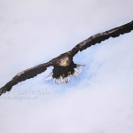 White-tailed Eagle soaring. Acrylics and watercolour. 54 cm x 36.5 cm / 21 x 14.5 inches