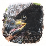 White-tailed Eagle, White T