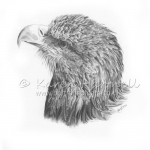White-tailed Eagle, head portrait
