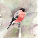 A male Bullfinch perching. Watercolour painting 7" x 7"