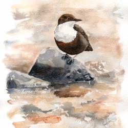 Dipper. Watercolour painting. Original sold