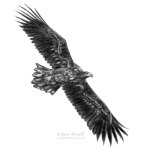 Juvenile White-tailed Eagle in Flight, A5 size. Mars Lumograph Black pencils