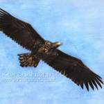 White-tailed Eagle, Grey T