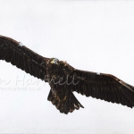 White-tailed Eagle, Grey T (2)