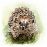 A Happy Hedgehog. Watercolour, 8" x 8". Ref photo: Alexas_Fotos on Unsplash.  Print available in my Shop. original sold.