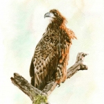 Juvenile White-tailed Eagle in the late winter sun. Watercolour, A4 size