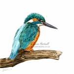 A male Kingfisher perched on a branch. 8" x 8"  watercolour.  From a photo by Hans Veth on Unsplash. Original sold. Print available in my shop