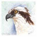 For Sale: Osprey Portrait. Watercolour. 4" x 4"