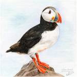 Puffin Posing painting
