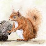 Red Squirrel painting