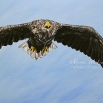 Female White-tailed Eagle in flight (known as 'Turquoise 1'). Ref photo: Richard Tough