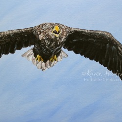 Female White-tailed Eagle in flight (known as 'Turquoise 1'). Ref photo: Richard Tough