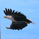 white-tailed-eagle-adult-flight