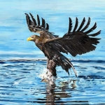 White-tailed Eagle fishing. Acrylics.