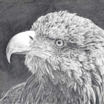 White-tailed Eagle head portrait. Graphite pencil, A4 size