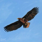 Juvenile White-tailed Eagle soaring against the blue sky. Acrylics on canvas, 40" x 32"