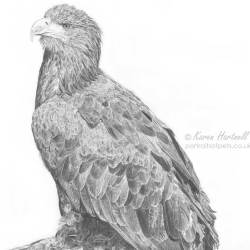 White-tailed Eagle perched on a rock. Graphite pencil, A3 size