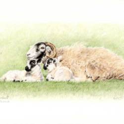 Swaledale Ewe and Lambs