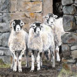 Curious Swaledales