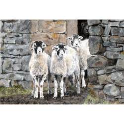 Curious Swaledales