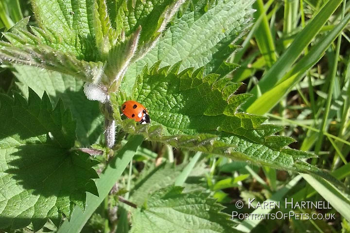 Photo of a ladybird on a nettle