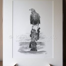 Print White-tailed Eagle Turquoise Z
