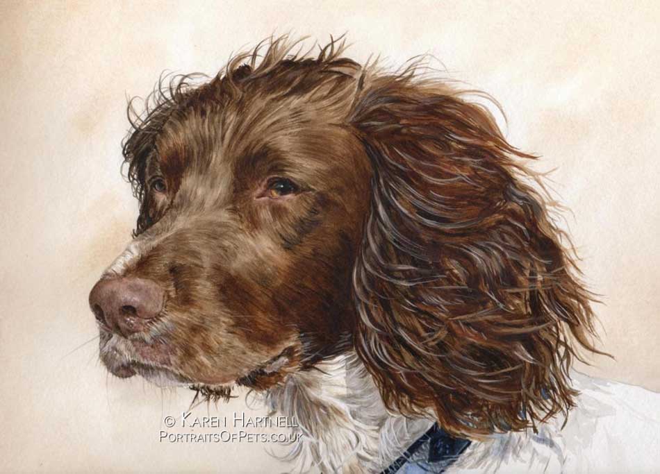 Rigby, Springer Spaniel. Watercolour painting