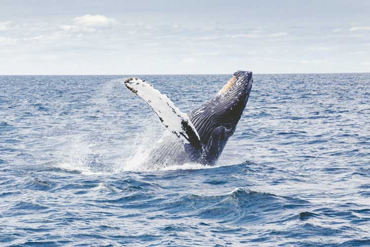 humpback whale