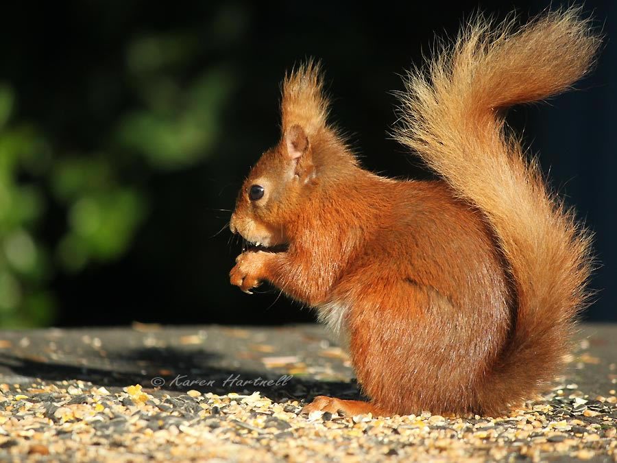 Photograph of a female red squirrel feeding