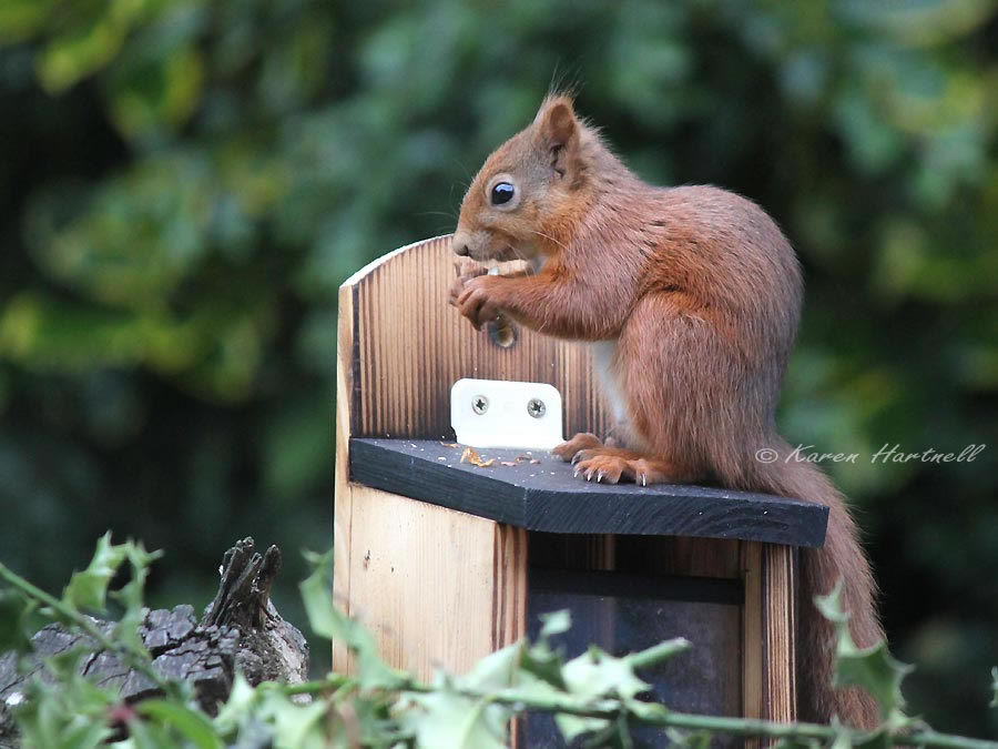photograph of a male red squirrel feeding on top of a squirrel feeder box