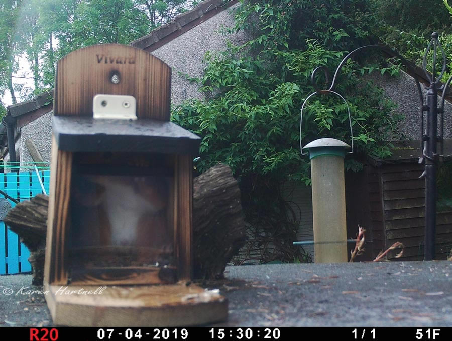 trail camera photo of a male red squirrel getting food from inside a squirrel feeder box