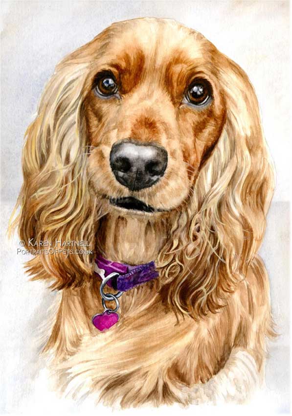 Rosie, Cocker Spaniel. Watercolour painting