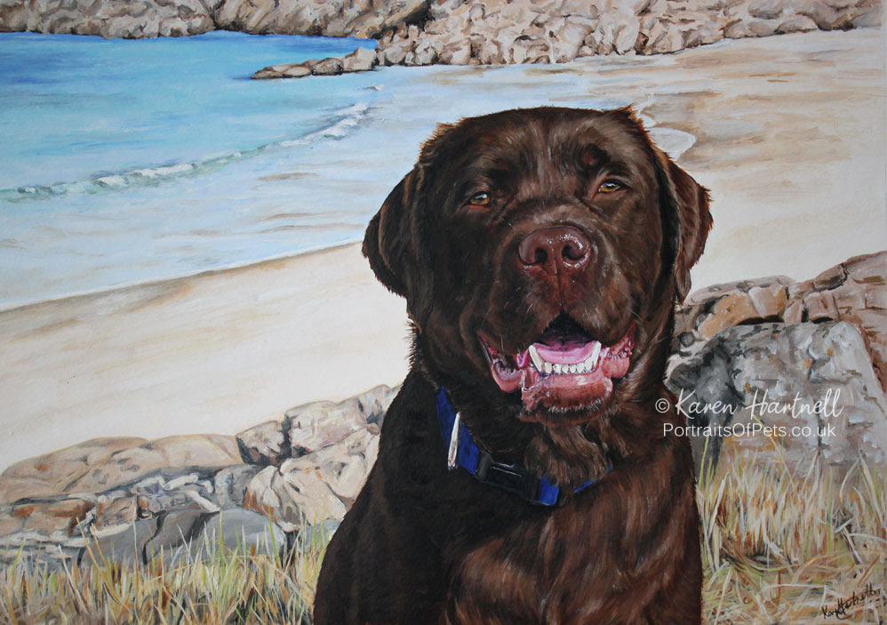 Painting of chocolate labrador, Logie, with the backdrop of Achmelvich Bay, Scotland