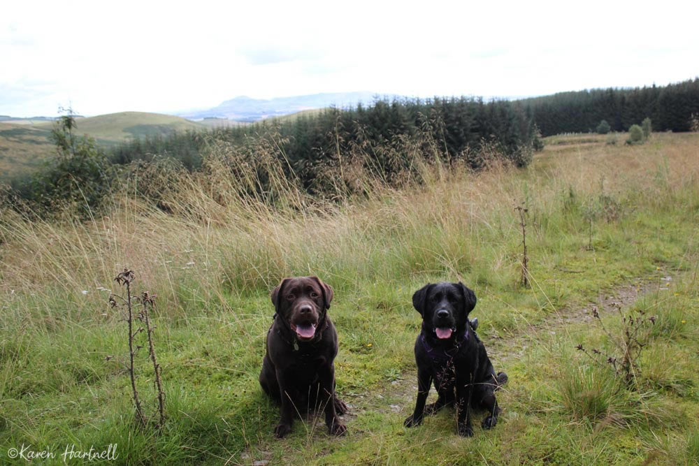 Labradors on a walk. Chocolate labrador and black labrador