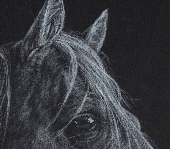 American Quarter Horse portrait, eye area close-up