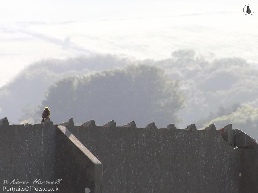 Yellowhammer perched on Second World War building ruins