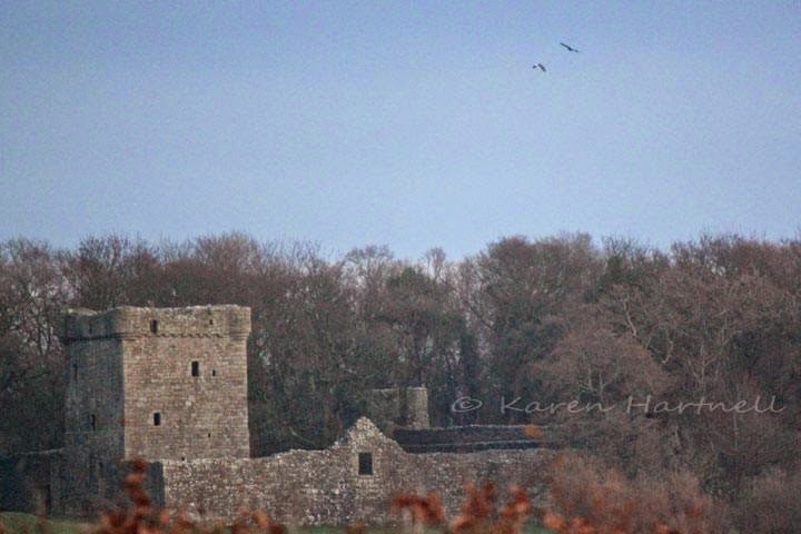 white-tailed eagles soaring above castle island, loch leven, kinross-shire 2014