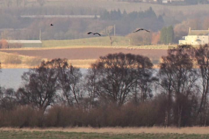 two white-tailed eagles flying over st serf's island, loch leven. 2012