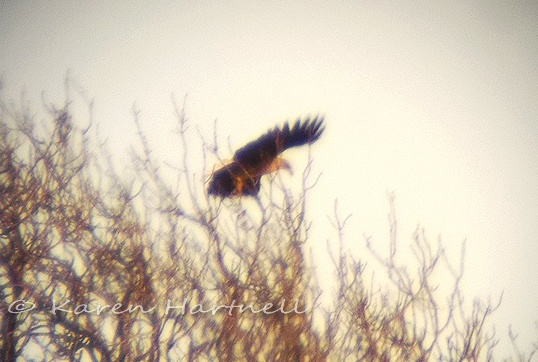 white-tailed eagle landing on reed bower island, loch leven. 2015