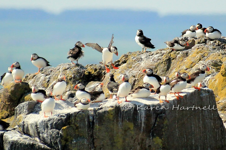 Lots of Puffins on the Isle of May in June 2013