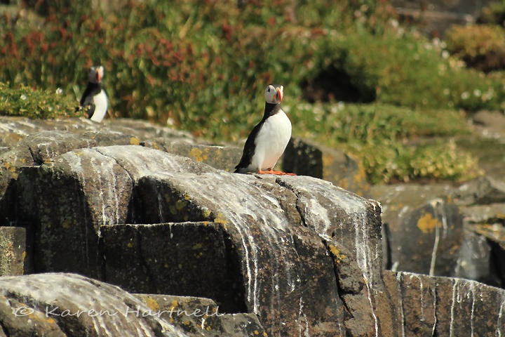 Puffins, Isle of May