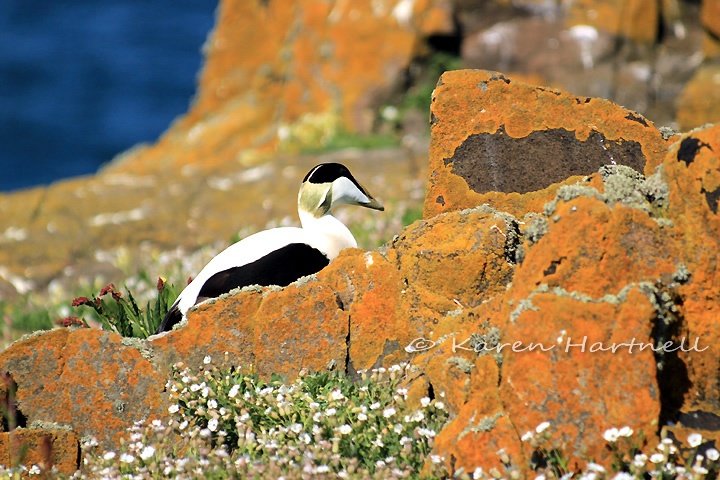 Male Eider