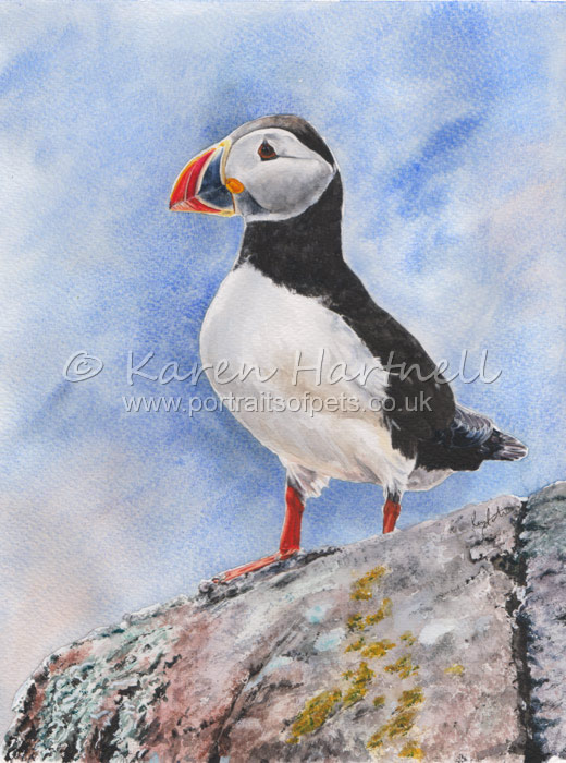 Puffin, watercolour