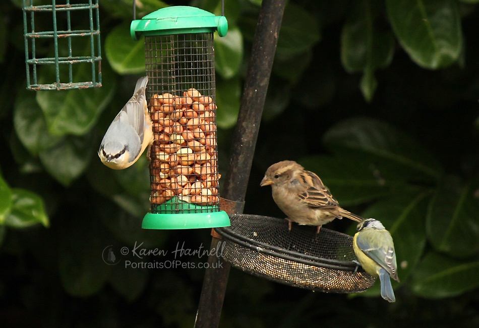 Nuthatch, House Sparrow and Blue Tit