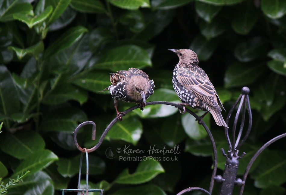 Young Starlings coming into adult plumage