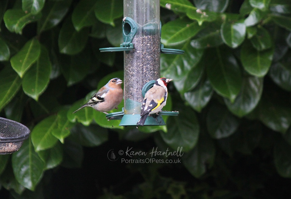 Chaffinch and Goldfinch