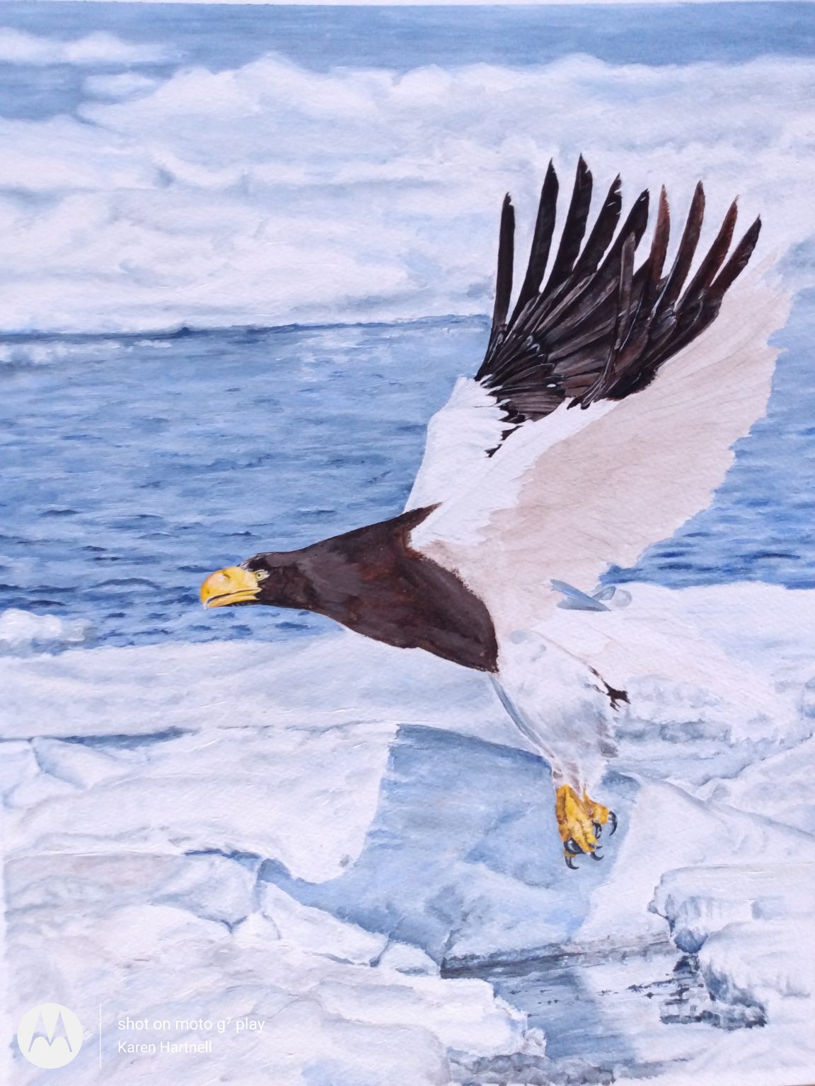 A Steller's Sea Eagle In Progress Karen Hartnell